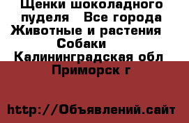 Щенки шоколадного пуделя - Все города Животные и растения » Собаки   . Калининградская обл.,Приморск г.